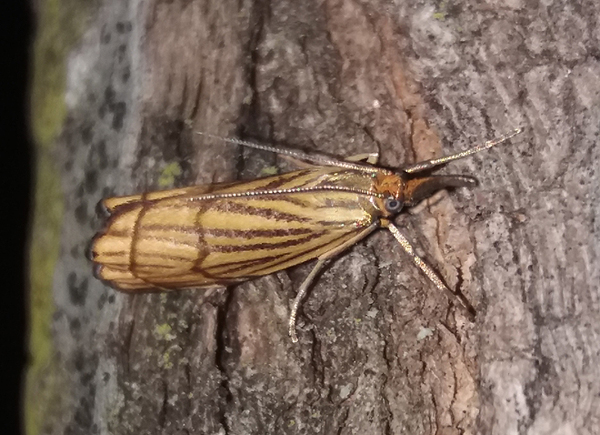 Chrysocrambus craterellus Crambidae